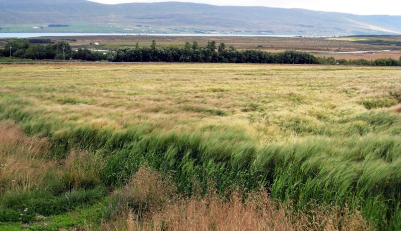 Útlit fyrir þokkalega kornuppskeru norðan heiða