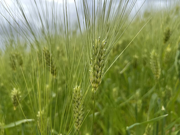 Jarðræktarmiðstöðin rís