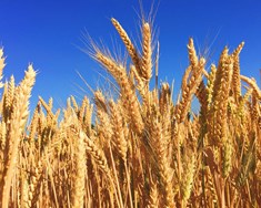 Í fyrsta skipti greitt fyrir kornframleiðslu