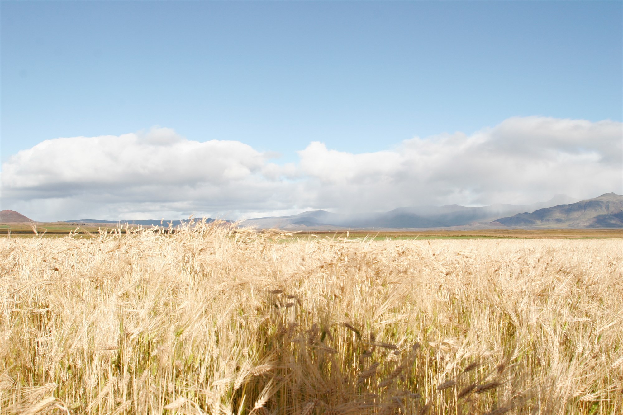 Færri ræktendur og minni heildaruppskera