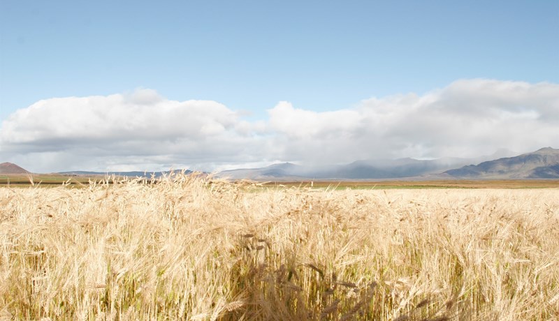 Færri ræktendur og minni heildaruppskera