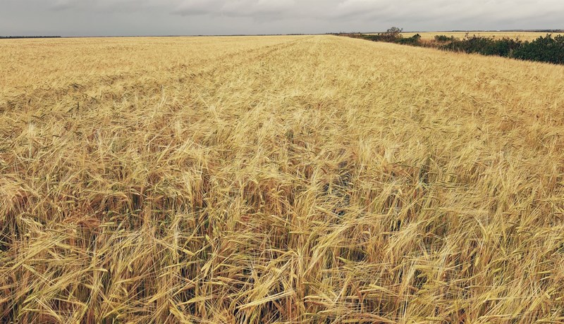 Fæðuöryggi á haustmánuðum