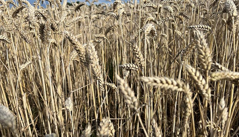 Ný kornyrki þróuð