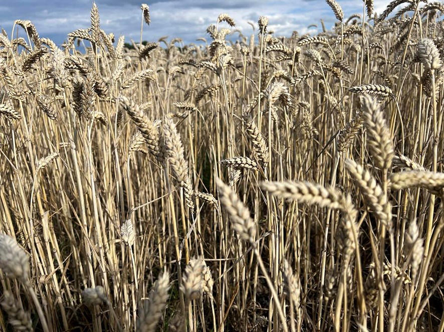 Verkefnið markar nýtt upphaf kornkynbóta.