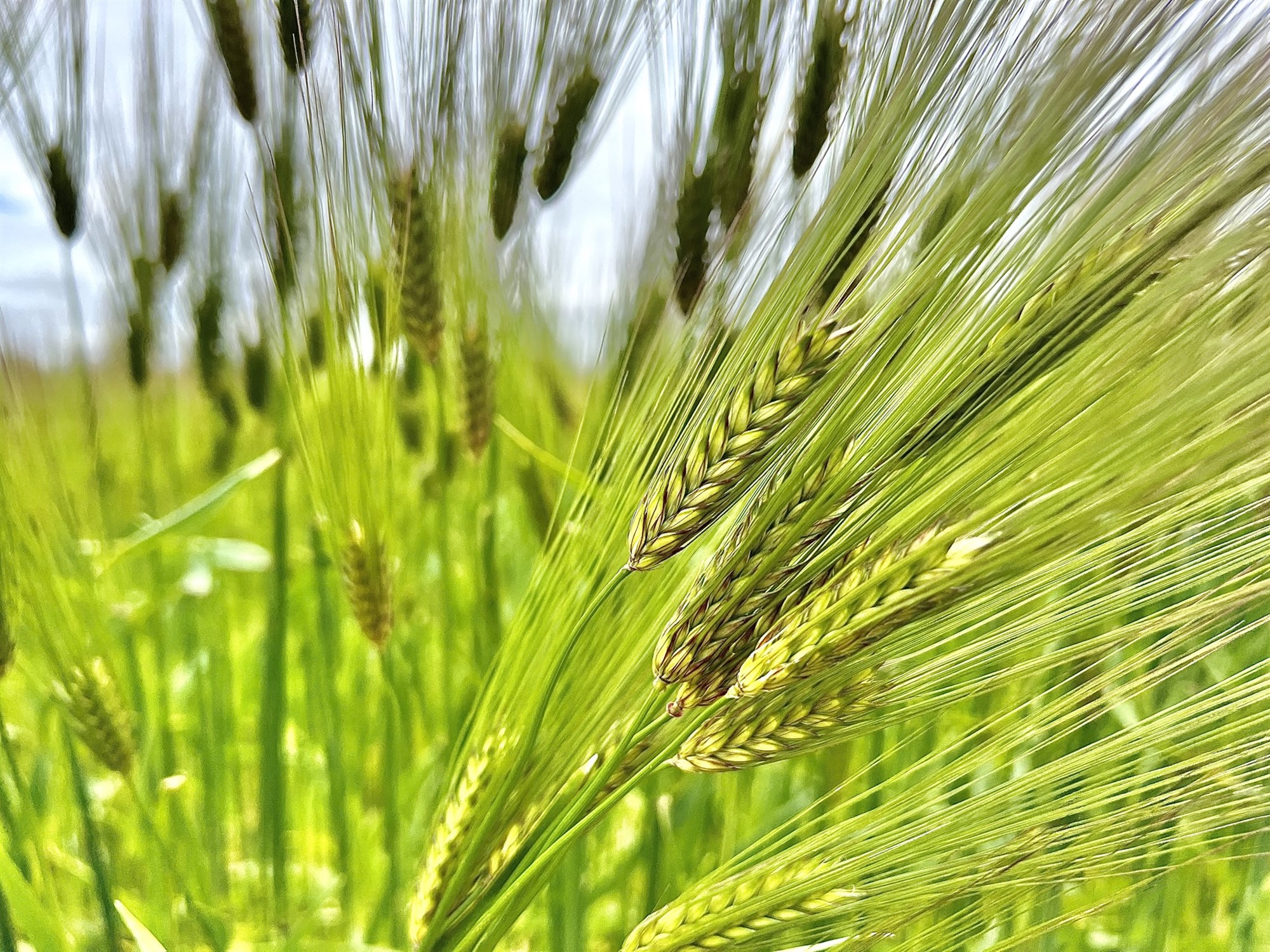 48 bú fengu fyrir fram