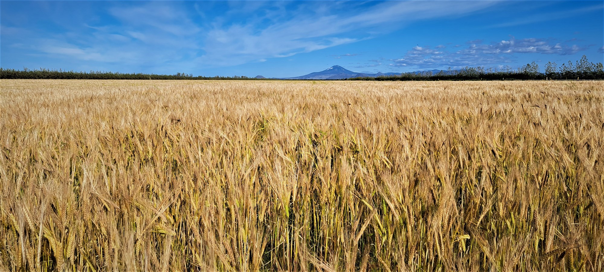 Stærra ræktarland og meiri uppskera
