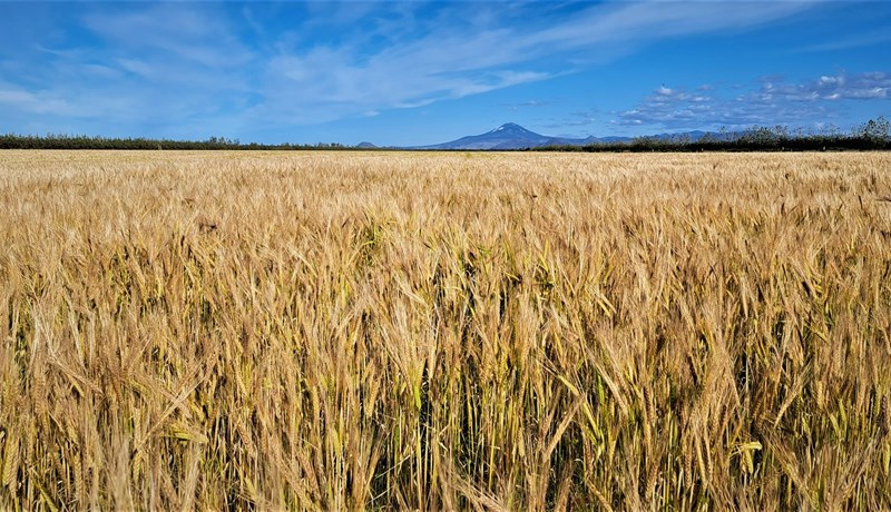 Stærra ræktarland og meiri uppskera