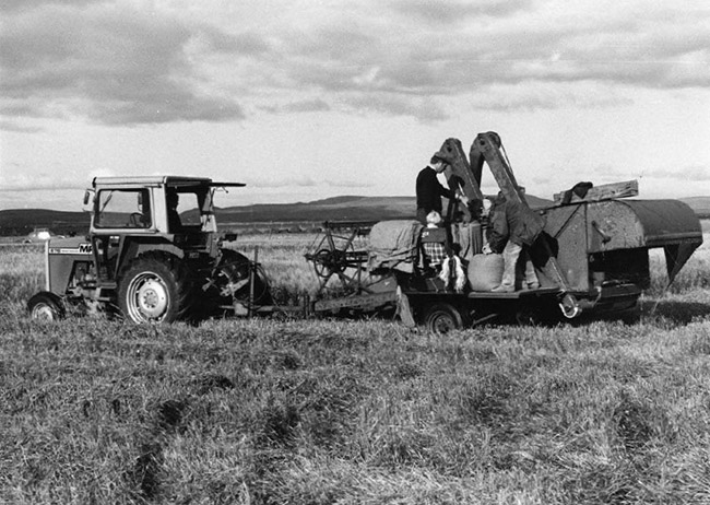 Kornskurður á Búlandi