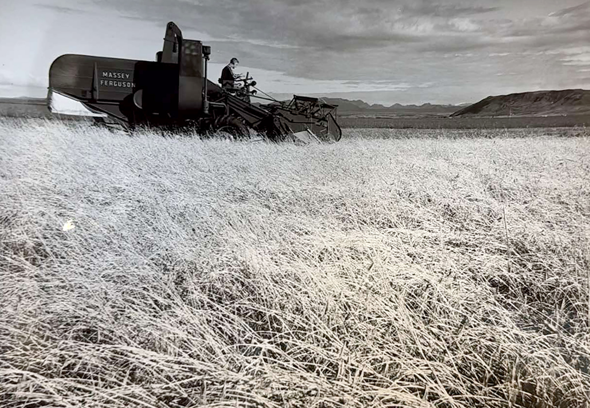 Massey Fergusson þreskivél við kornskurð árið 1961