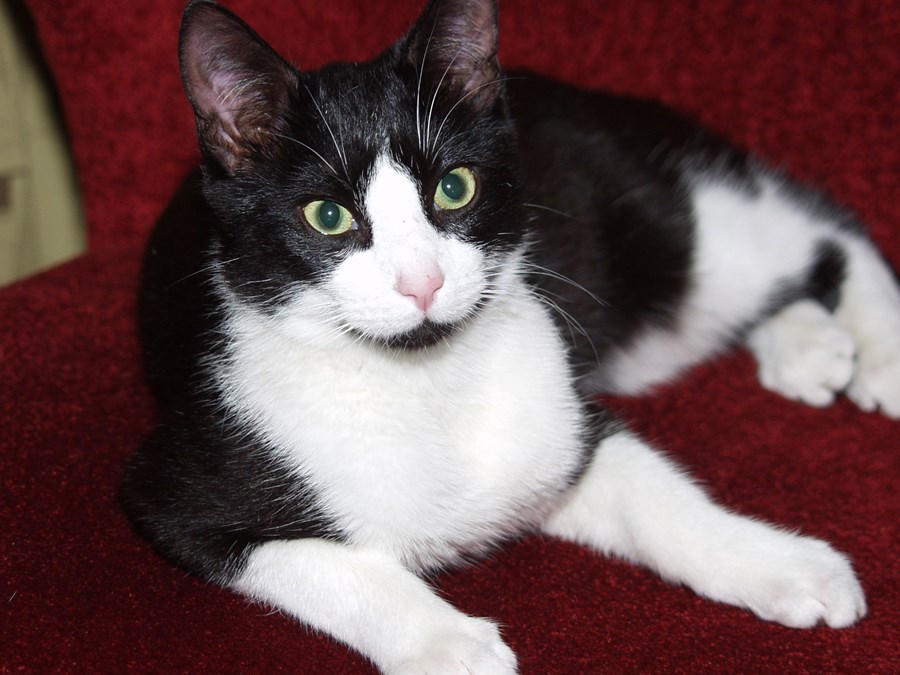 Opið málþing um gæludýr