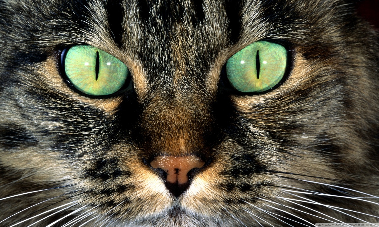 Útbreiðsla katta kortlögð