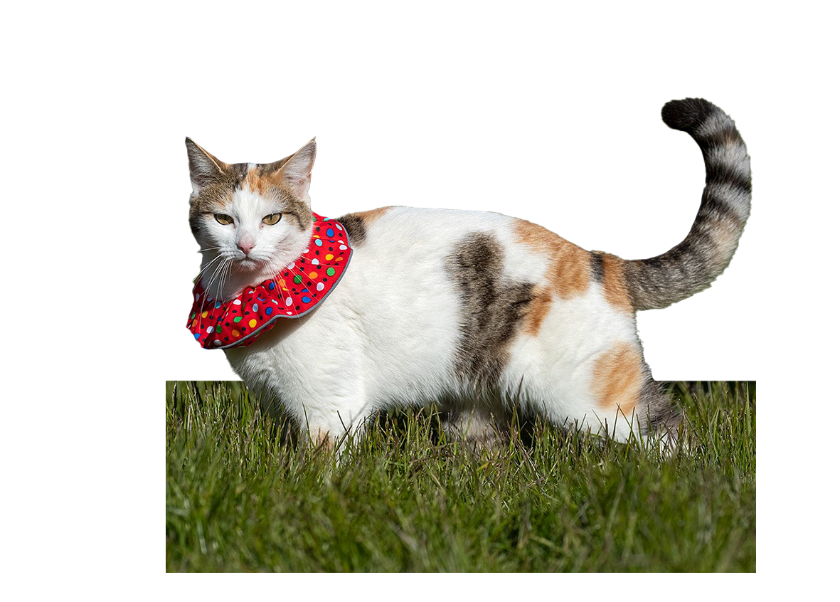 Kettir mega ekki vera á flækingi