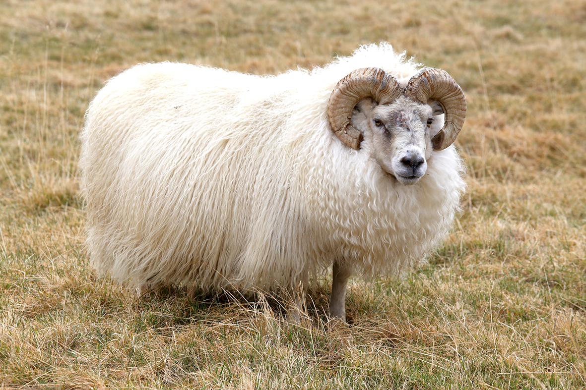 Hornmótandi eiginleiki sauðfjárkynja
