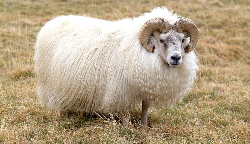 Hornmótandi eiginleiki sauðfjárkynja