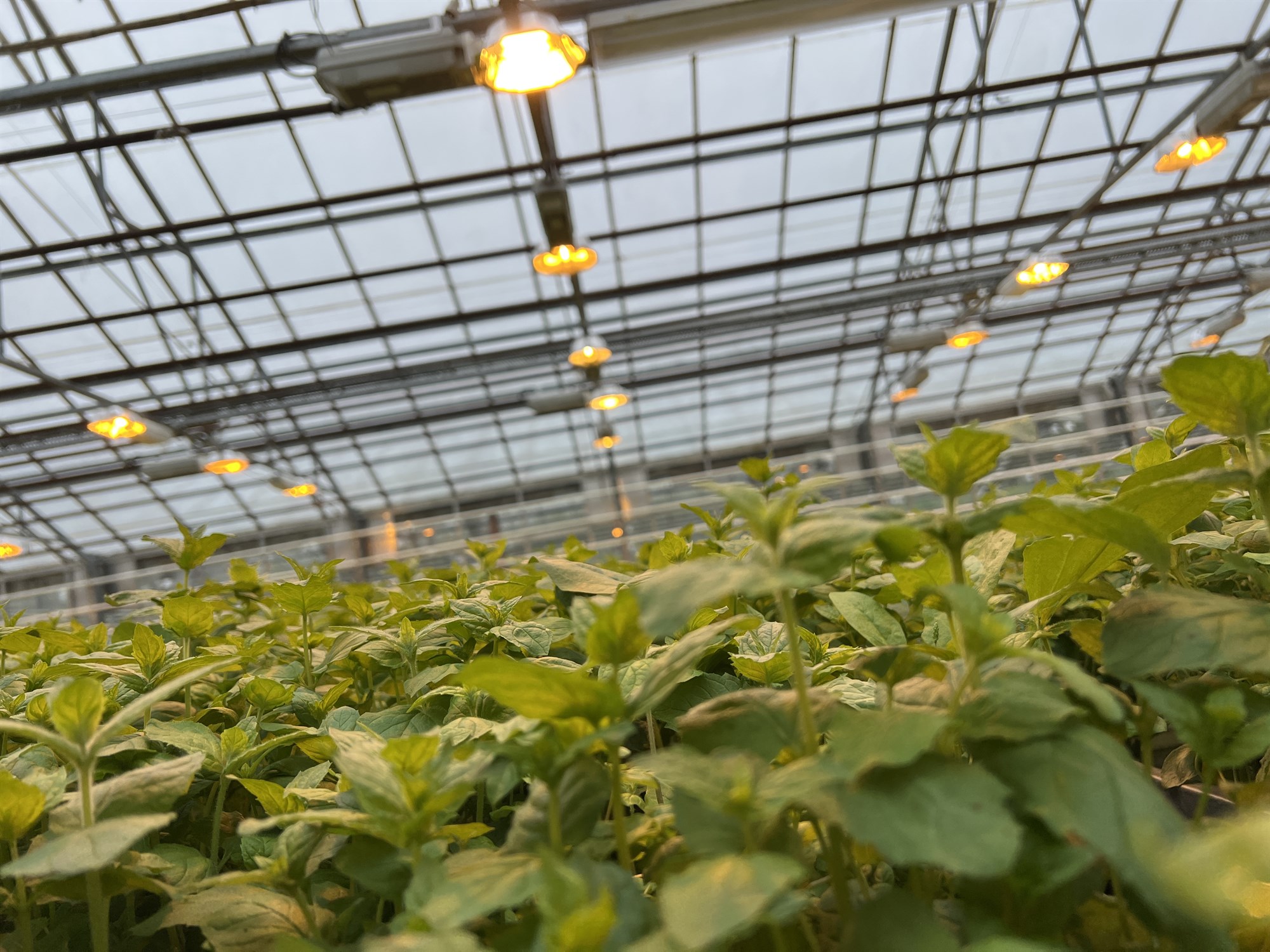 Stöðugleiki á óvissutímum möguleiki fyrir ylræktarbændur?