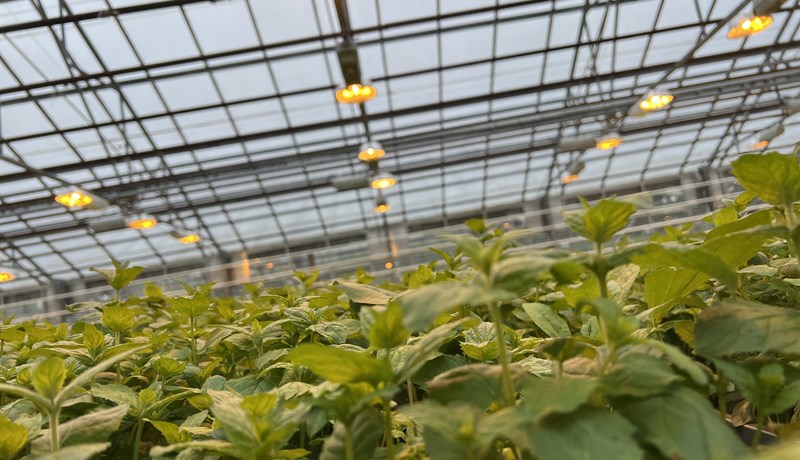 Stöðugleiki á óvissutímum möguleiki fyrir ylræktarbændur?