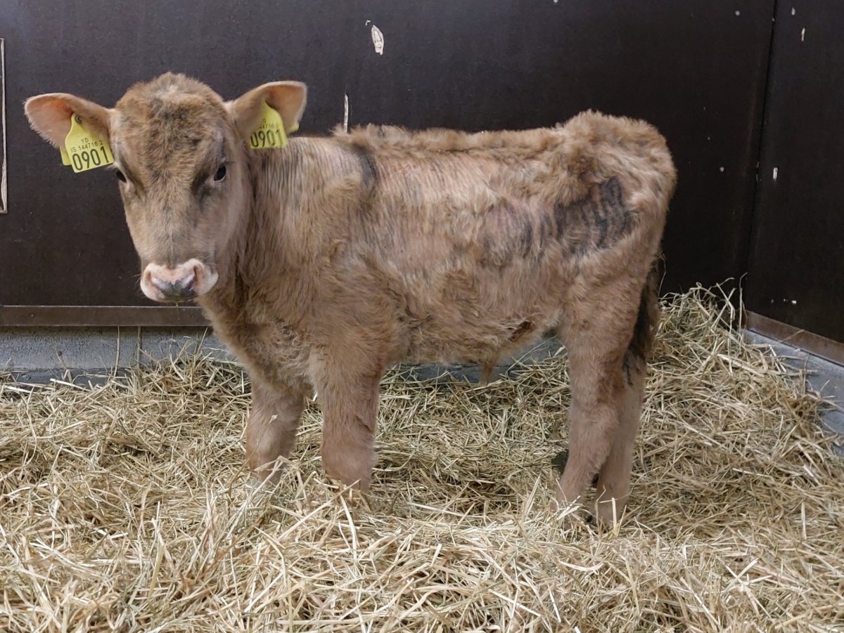 Arfgreining nautgripa gengur vel