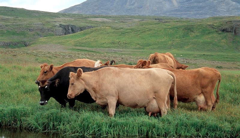 Náttúra, samfélag og hagrænn ávinningur