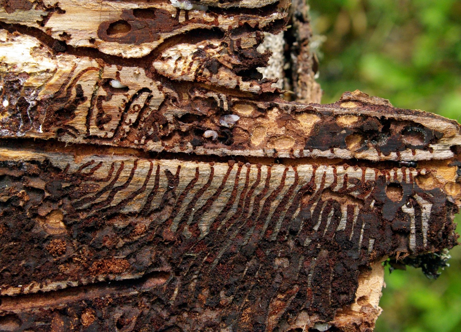 Bjöllur á undanhaldi