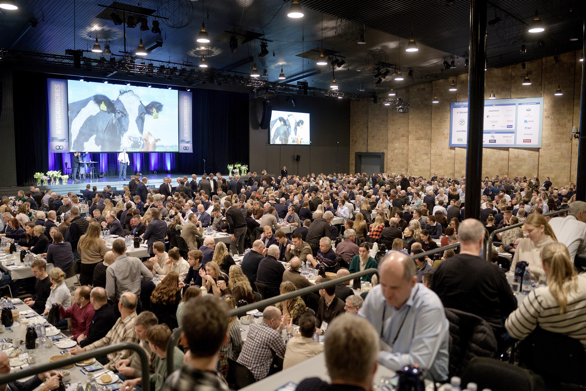 Ótrúlegt ár að baki hjá dönskum nautgripabændum