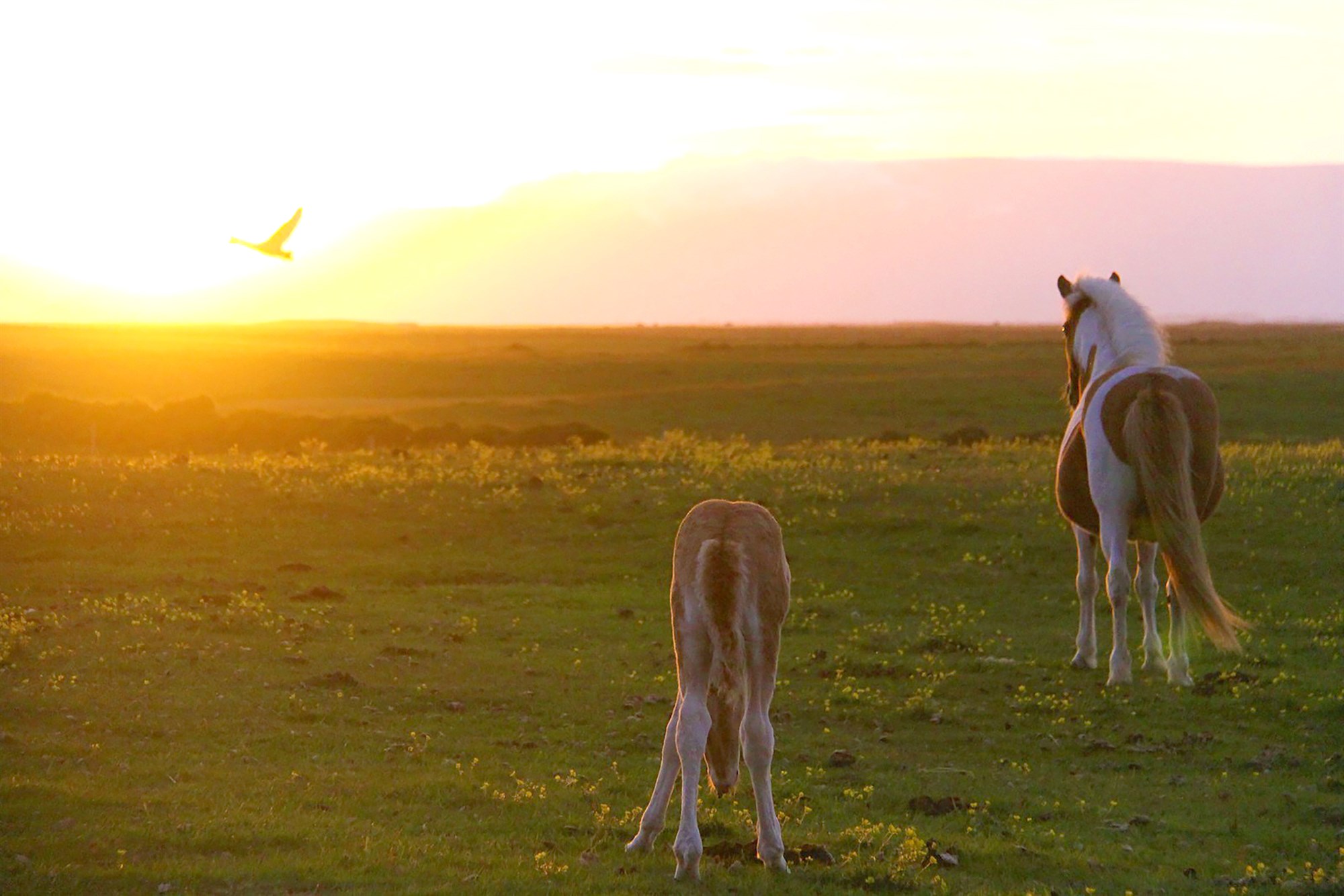 Óumdeild arfleið Álfadísar