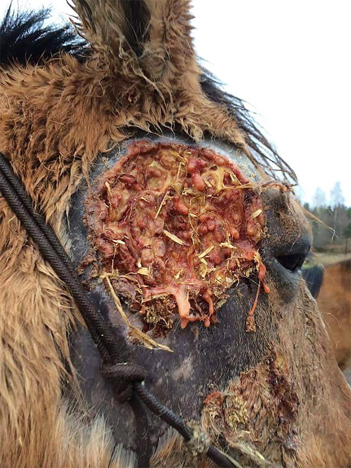 Förum varlega eftir að hafa verið innan um búfé erlendis