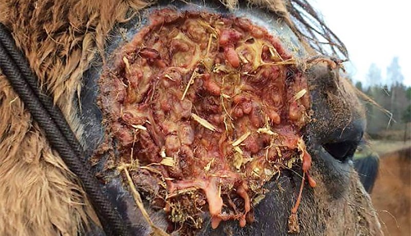 Förum varlega eftir að hafa verið innan um búfé erlendis