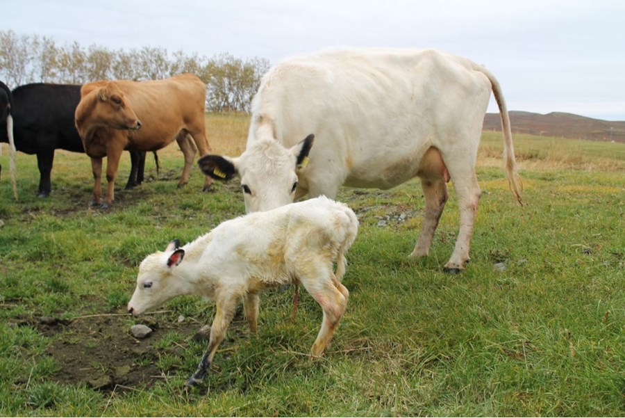 Kvígurnar á Álftamýri. 