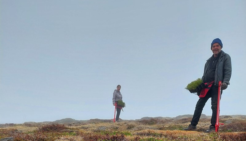 Gróðursetning skógarplantna