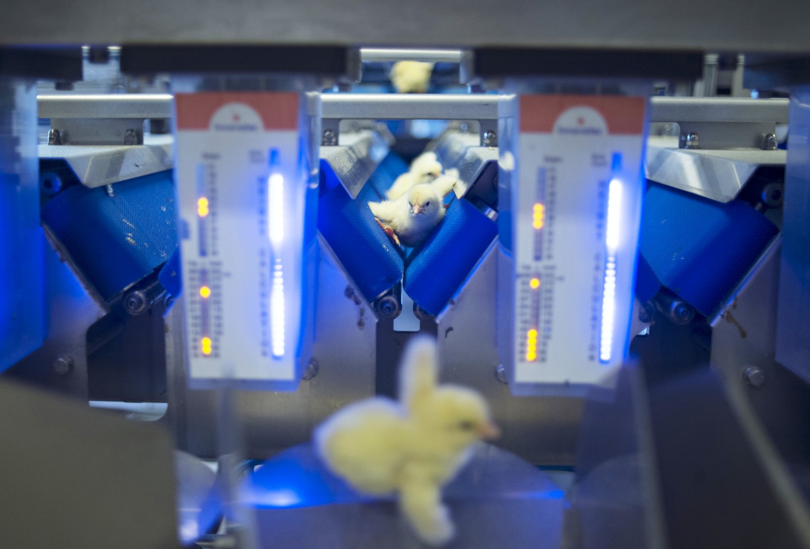 Noregur: Stefnt að því að allir kjúklingar fari í bóluefnissprautu