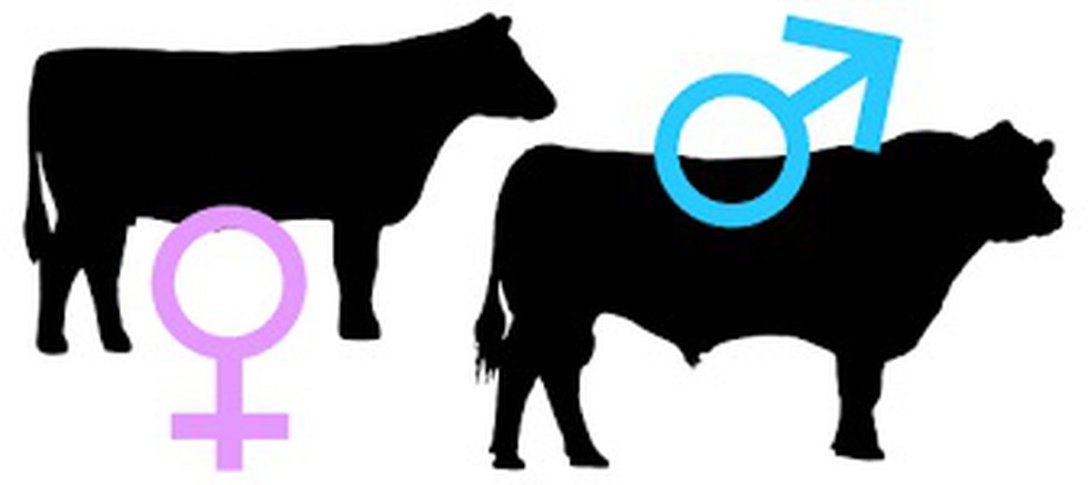 Helmingur kúnna sæddur með kyngreindu sæði