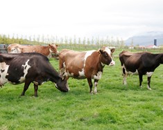 Meðalafurðir mjólkurkúa aldrei meiri