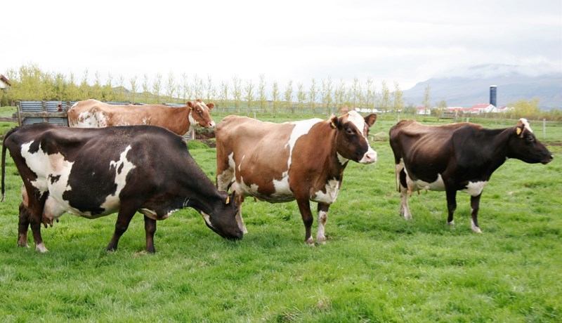 Af íslenskum kúalitum