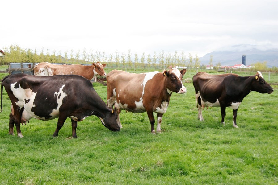 „Nú hillir undir að hægt verði að birta litaerfðir arfgerðargreindra nautgripa.“