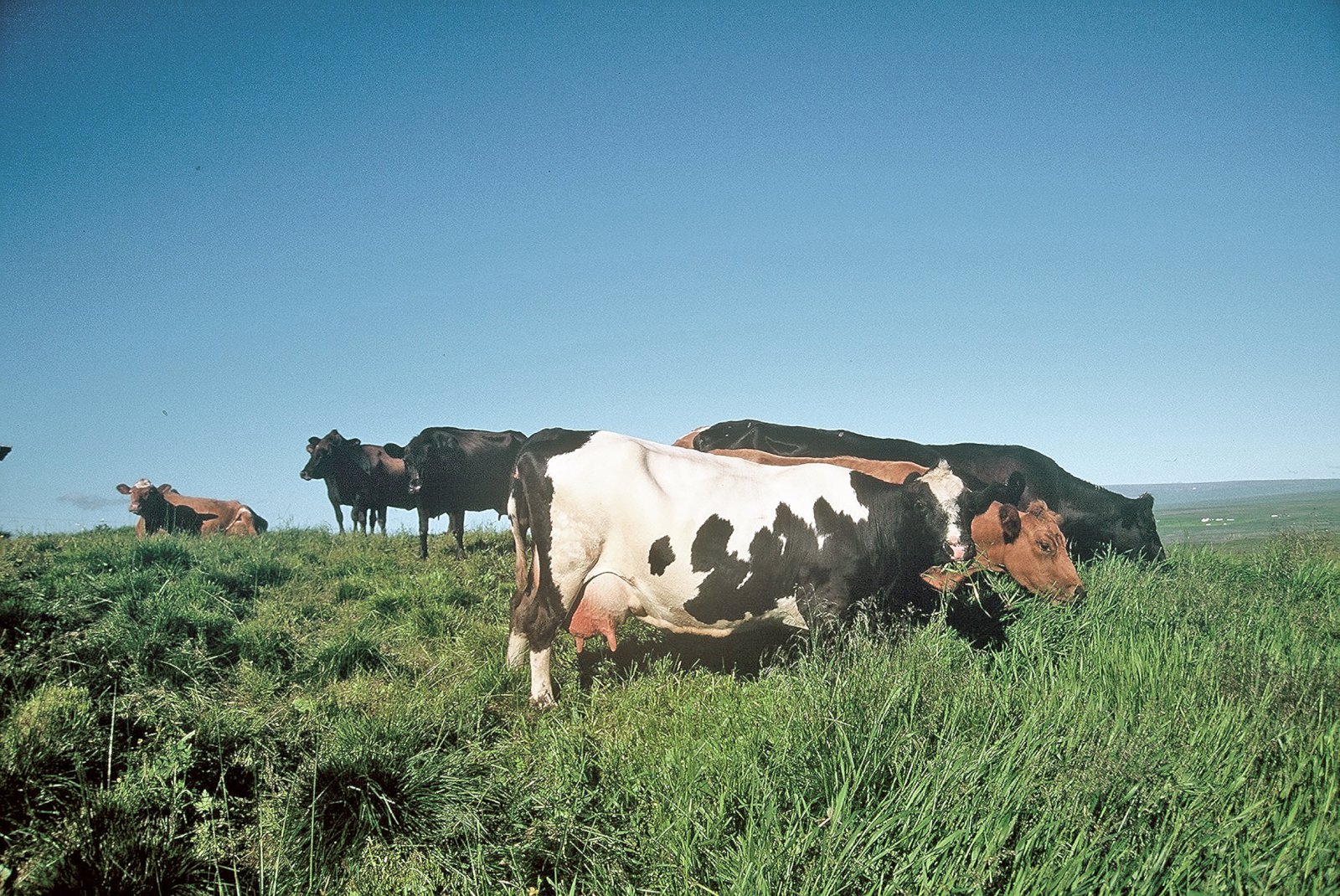Unnið er að því að fá landnámskyn íslensks búfjár skráð á lista UNESCO