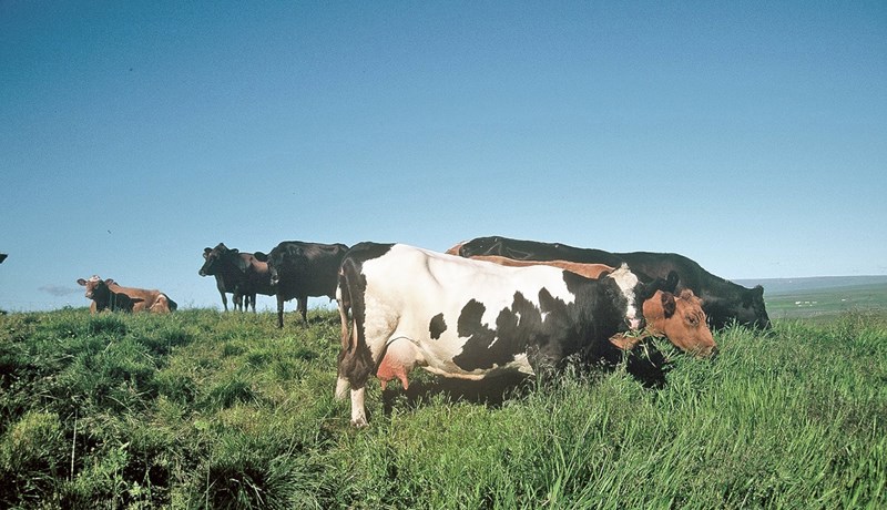 Unnið er að því að fá landnámskyn íslensks búfjár skráð á lista UNESCO