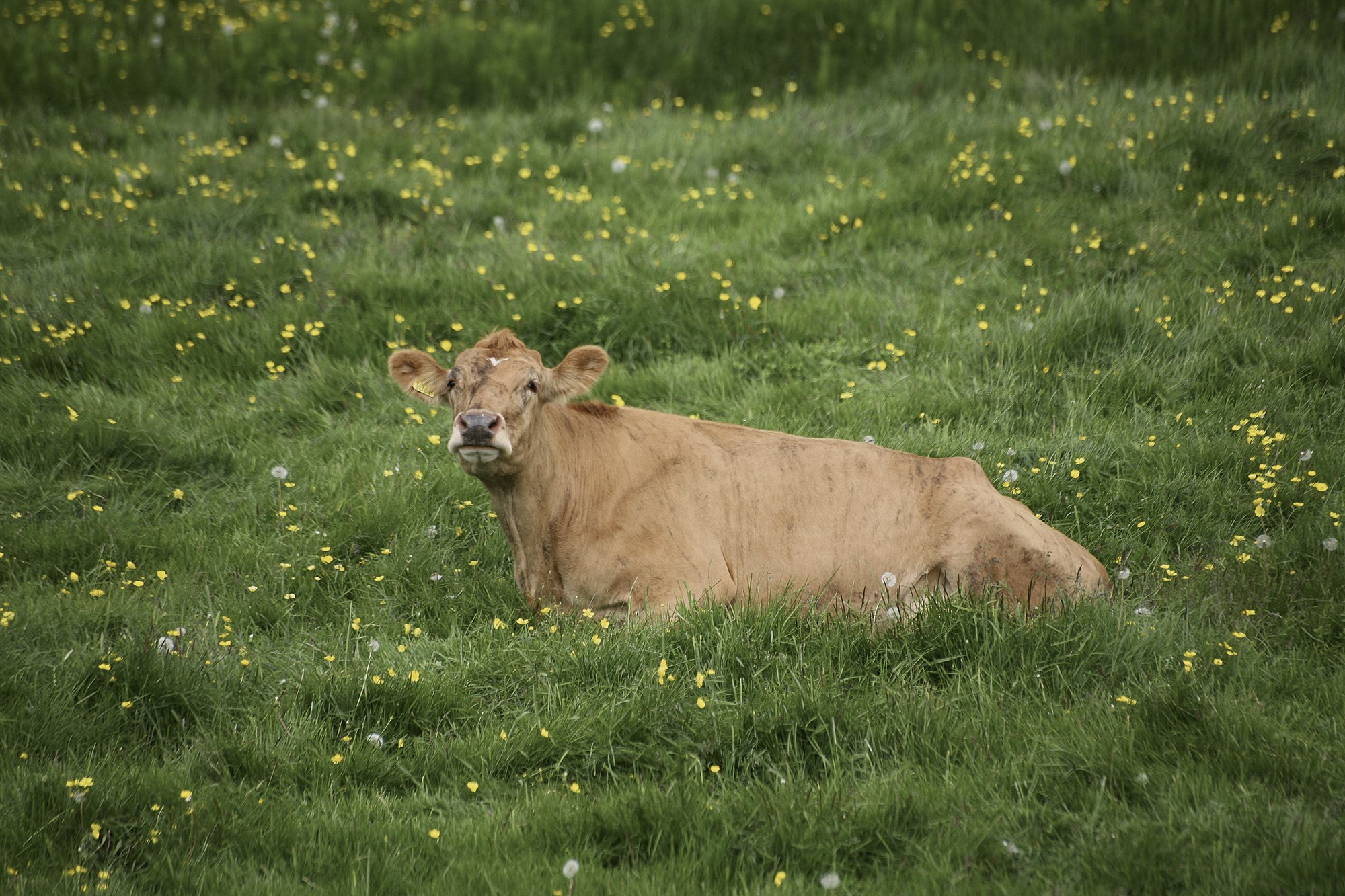 Hvernig viljum við sjá skýrsluhaldskerfið Huppu þróast?