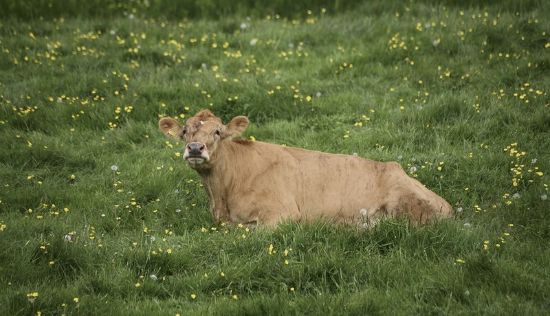 Hvernig viljum við sjá skýrsluhaldskerfið Huppu þróast?