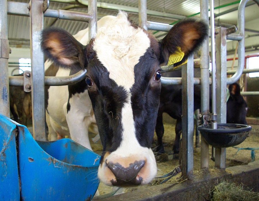 Ýmis tilfelli illrar meðferðar á búpeningi liggja að baki stjórnvaldsaðgerðum Matvælastofnunar sem tilkynntar voru í byrjun ágúst. Myndin tengist efninu ekki beint.