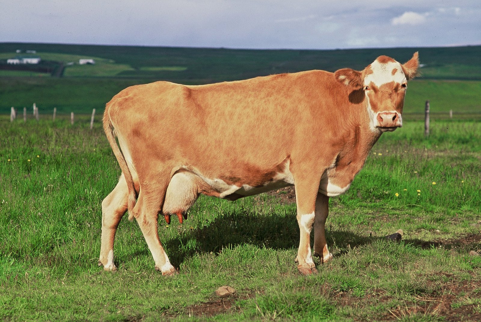 Innflutningur á holdanautasæði til notkunar á sveitabæjum er leikur að eldi