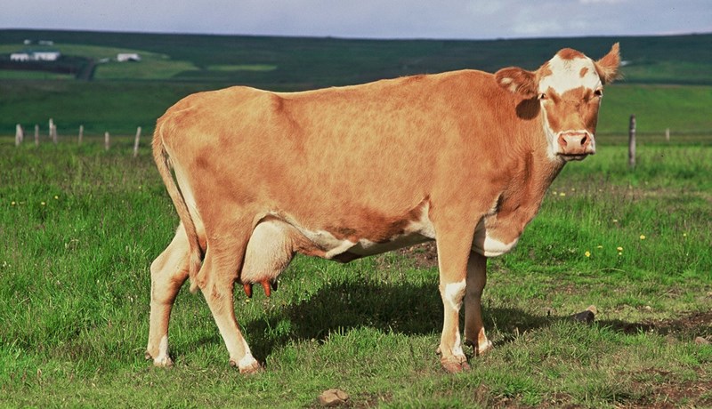 Innflutningur á holdanautasæði til notkunar á sveitabæjum er leikur að eldi