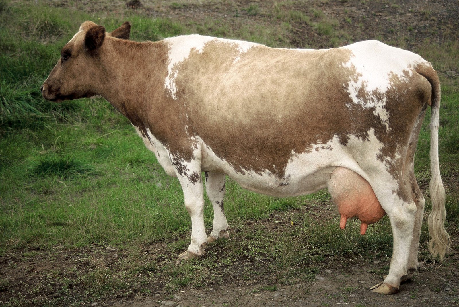 Hækkum rána í íslensku kynbótastarfi