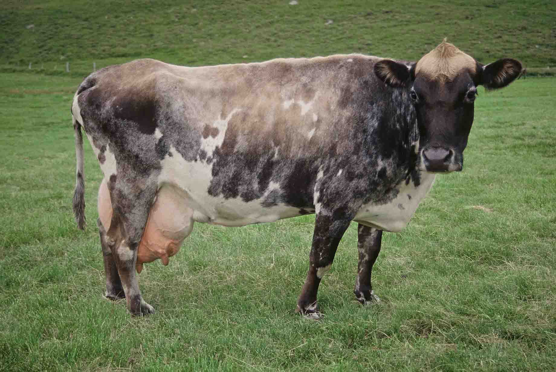 Hækkun á afurðaverði til kúabænda og heildsöluverði mjólkur