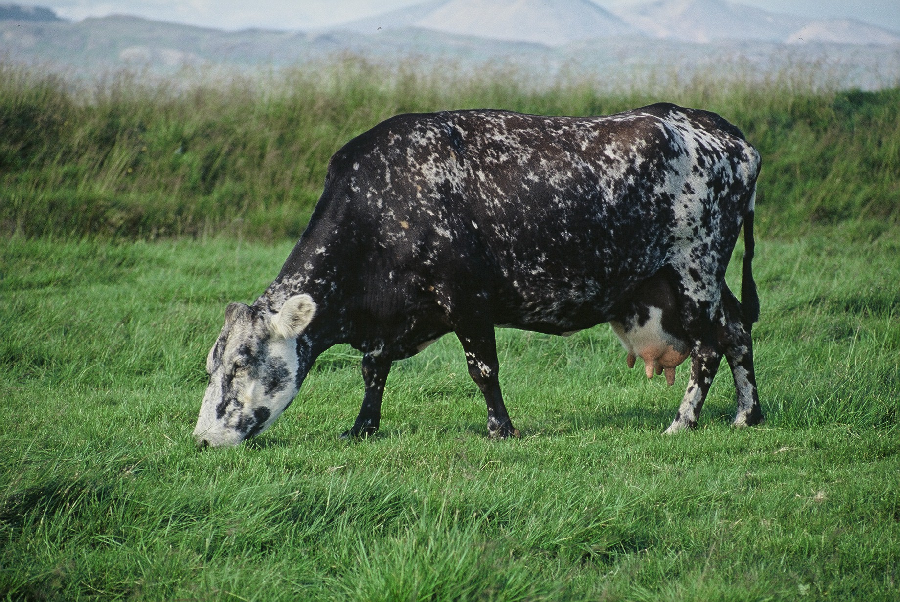 Mjótt á munum á listanum yfir afurðahæstu kúabúin