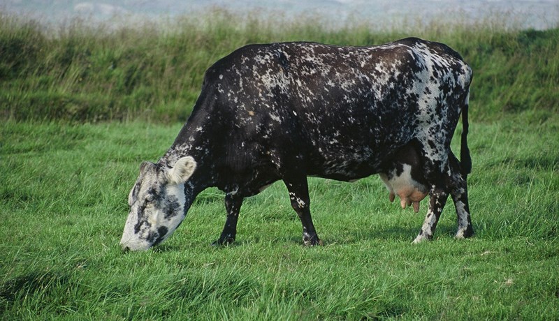 Mjótt á munum á listanum yfir afurðahæstu kúabúin