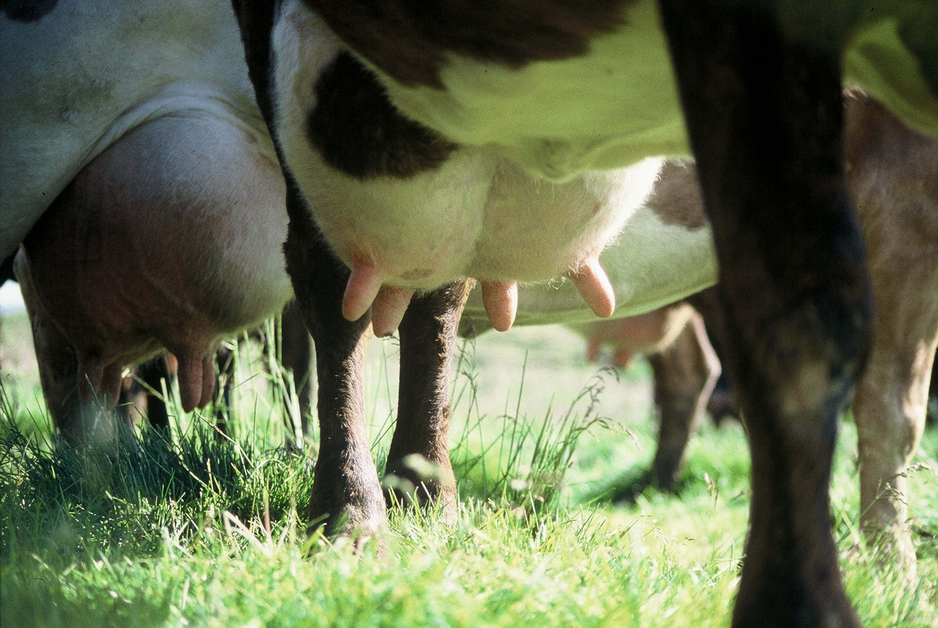 Tilboðsmarkaður með mjólkurkvóta haldinn 2. nóvember