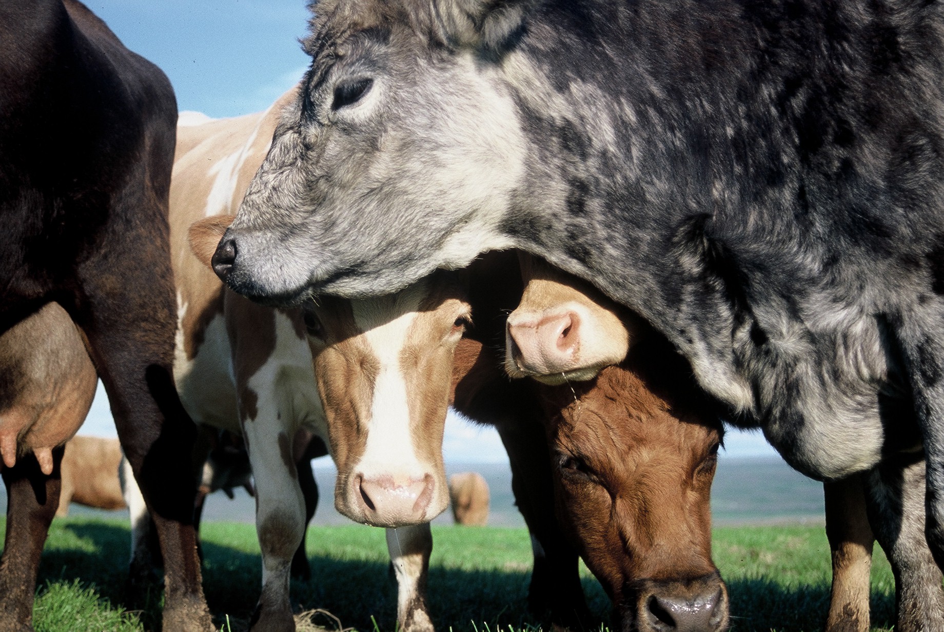 Verklag vegna dýravelferðarmála