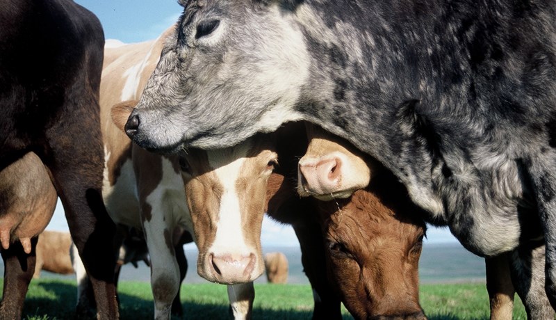 Verklag vegna dýravelferðarmála