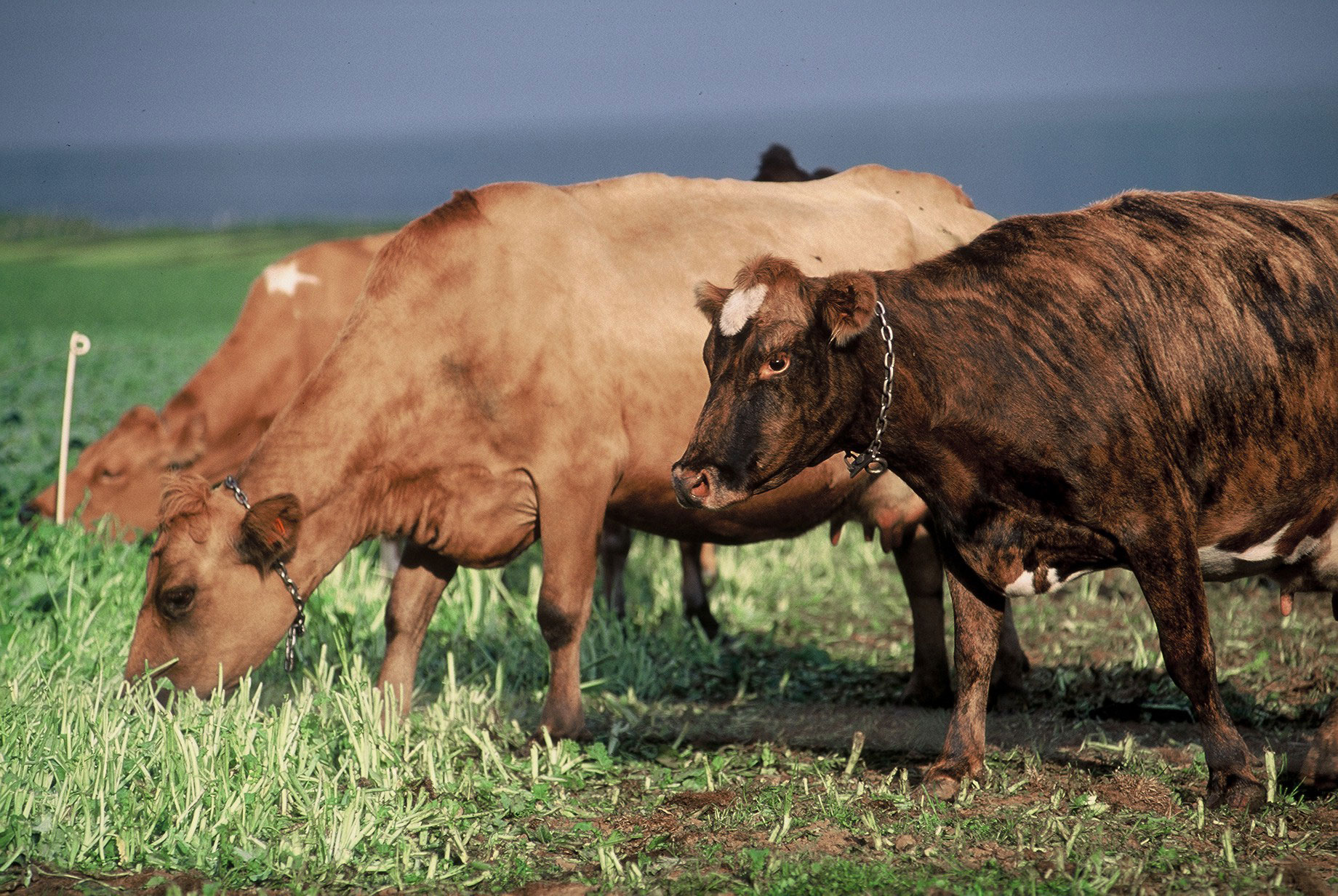 Hvað vilt þú fyrir íslenskan landbúnað?