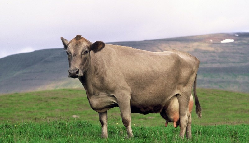 Innflutningur á holdanautasæði til notkunar á sveitabæjum er leikur að eldi